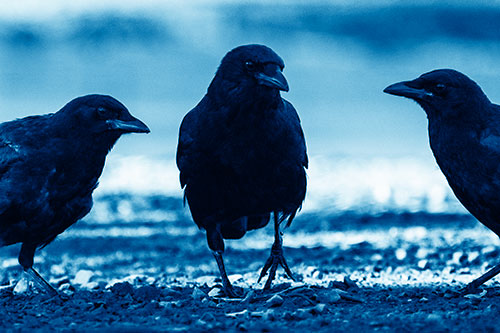 Three Crows Plotting Their Next Move (Blue Shade Photo)