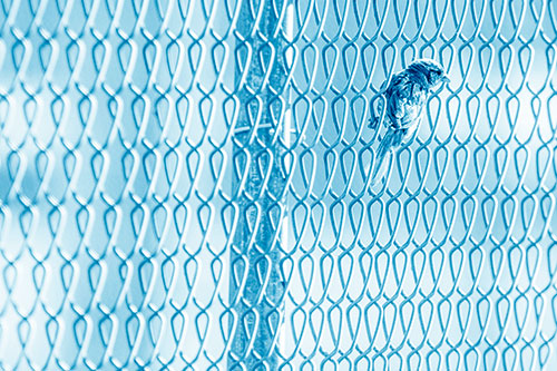 Tiny Cassins Finch Bird Clasping Chain Link Fence (Blue Shade Photo)