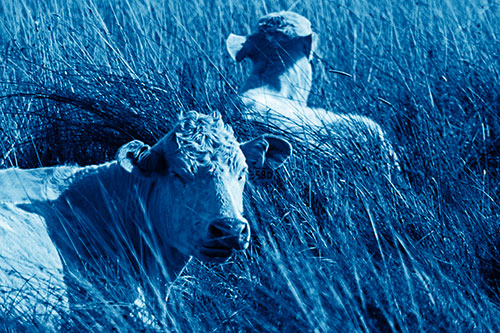 Tired Cows Lying Down Among Grass (Blue Shade Photo)