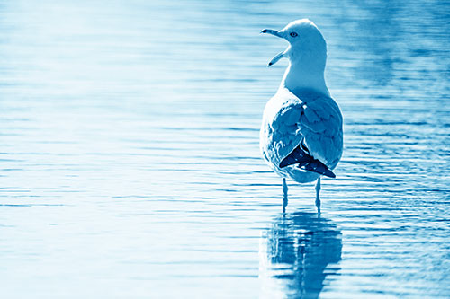 Tired Seagull Yawning Among Shallow Water (Blue Shade)