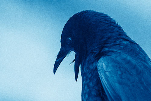 Tongue Curling Crow Cawing Downward (Blue Shade)