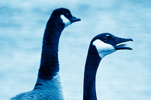 Tongue Screaming Canadian Goose Honking Towards Intruders (Blue Shade Photo)