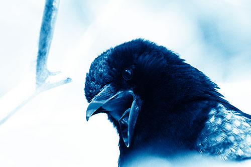 Tongue Screaming Crow Among Light (Blue Shade Photo)