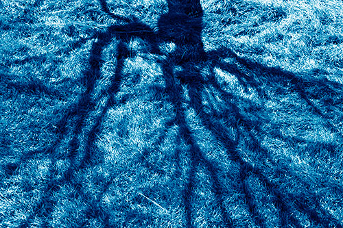 Tree Branch Shadows Creepy Crawling Over Dead Grass (Blue Shade Photo)