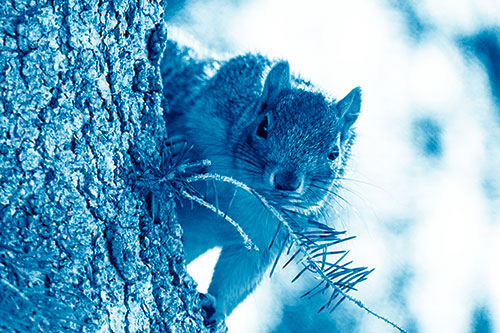 Tree Peekaboo With A Squirrel (Blue Shade Photo)