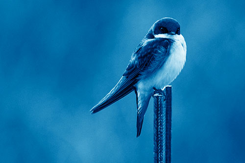 Tree Swallow Keeping Watch (Blue Shade Photo)