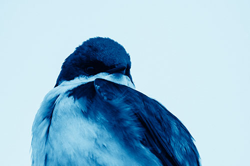 Tree Swallow Watching Surroundings (Blue Shade Photo)