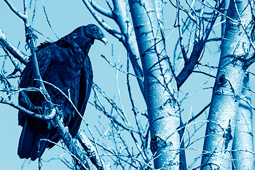 Turkey Vulture Perched Atop Tattered Tree Branch (Blue Shade Photo)