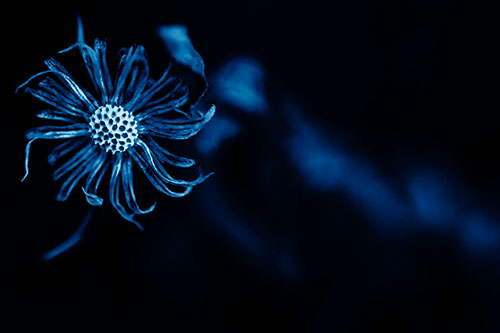 Twirling Aster Flower Among Darkness (Blue Shade Photo)