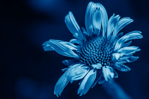 Twirling Petal Coneflower Among Shade (Blue Shade Photo)