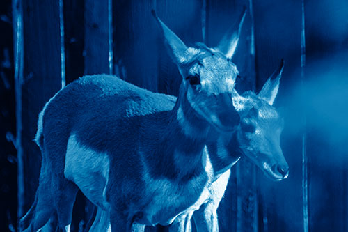 Two Baby Pronghorns Walking Along Fence (Blue Shade Photo)