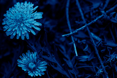 Two Blooming Taraxacum Flowers (Blue Shade Photo)