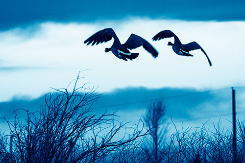 Two Canadian Geese Flying Over Trees (Blue Shade Photo)