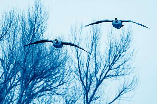 Two Canadian Geese Honking During Flight (Blue Shade Photo)