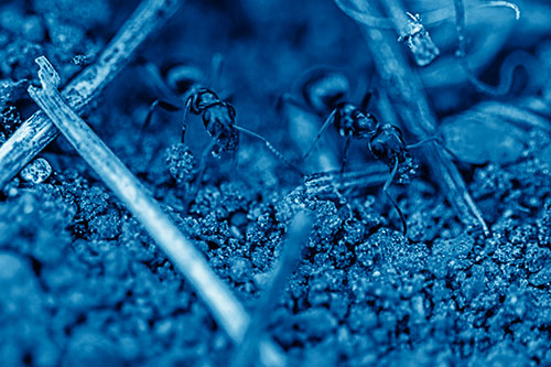 Two Carpenter Ants Working Hard Among Soil (Blue Shade Photo)
