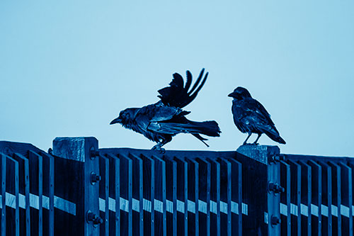 Two Crows Gather Along Wooden Fence (Blue Shade Photo)
