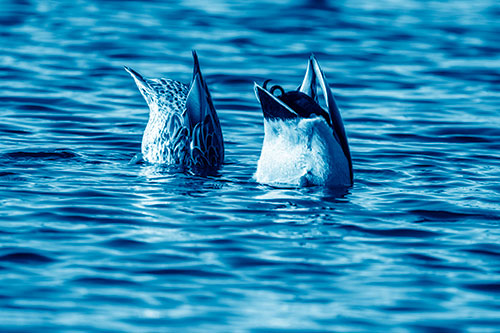 Two Ducks Upside Down In Lake (Blue Shade Photo)