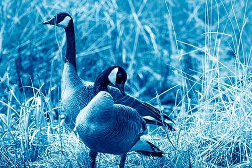 Two Geese Contemplating A Swim In Lake (Blue Shade Photo)