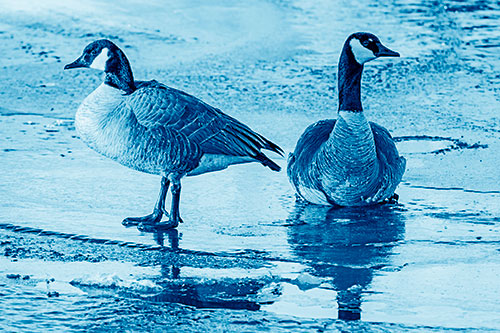 Two Geese Embrace Sunrise Atop Ice Frozen River (Blue Shade Photo)