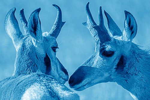 Two Loving Pronghorns Kissing Each Other (Blue Shade)