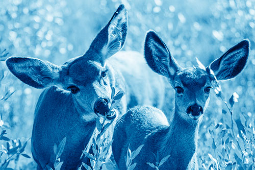 Two Mule Deer Enjoying Leafy Breakfast (Blue Shade)