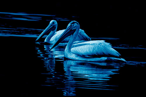 Two Pelicans Floating In Dark Lake Water (Blue Shade Photo)
