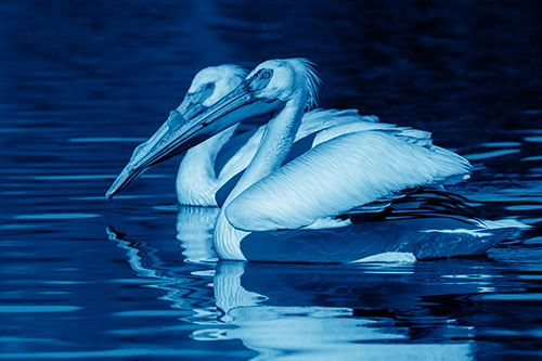 Two Pelicans Swimming In Unison (Blue Shade)