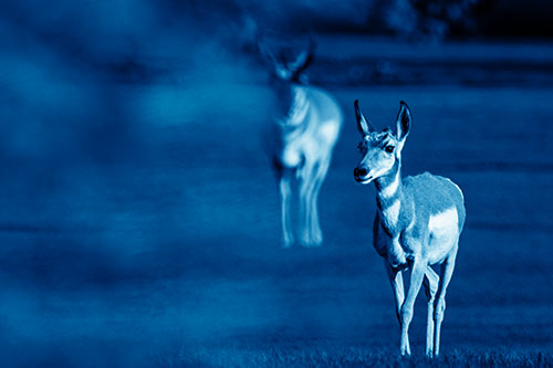 Two Pronghorns Walking Across Freshly Cut Grass (Blue Shade Photo)