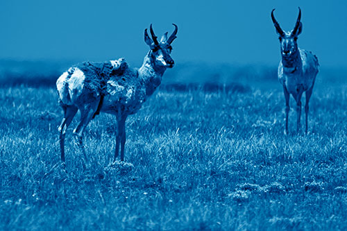 Two Shedding Pronghorns Among Grass (Blue Shade Photo)