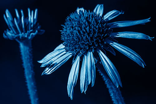 Two Towering Coneflowers Blossoming (Blue Shade Photo)