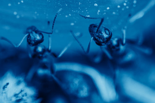 Two Vertical Climbing Carpenter Ants (Blue Shade Photo)