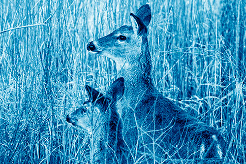 Two White Tailed Deer Scouting Terrain (Blue Shade Photo)