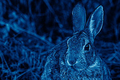 Unafraid Bunny Rabbit Curiously Watching (Blue Shade)