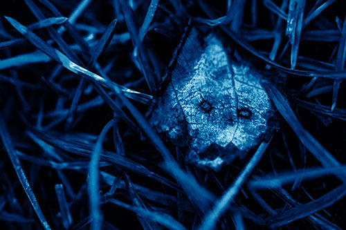 Upset Decaying Leaf Face Hiding Among Twisting Grass Blades (Blue Shade)