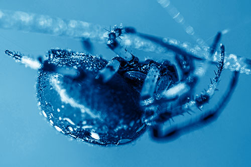 Upside Down Furrow Orb Weaver Spider Crawling Along Stem (Blue Shade Photo)