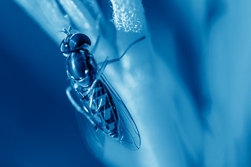 Vertical Leg Contorting Hoverfly (Blue Shade Photo)
