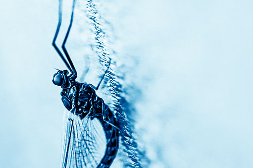 Vertical Perched Mayfly Sleeping (Blue Shade Photo)