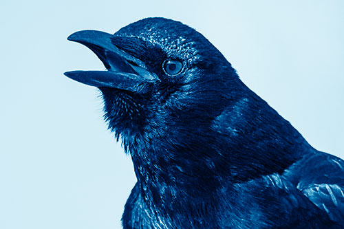 Vocal Crow Cawing Towards Sunlight (Blue Shade Photo)