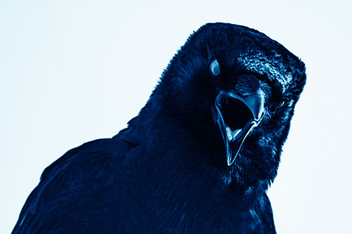 Vocal Glaze Eyed Crow Cawing Down Atop Tree Branch (Blue Shade)