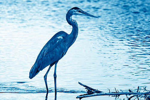 Wading Great Blue Heron Hunting Fish (Blue Shade Photo)