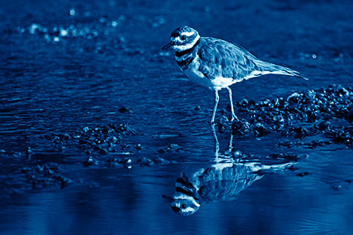 Wading Killdeer Wanders Shallow River Water (Blue Shade)
