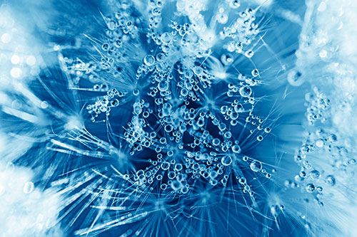 Water Dew Bubbles Among Dandelion Fluff (Blue Shade)