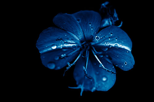 Water Droplet Primrose Flower After Rainfall (Blue Shade Photo)