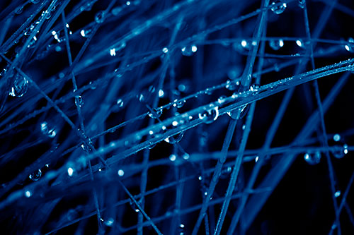 Water Droplets Hanging From Grass Blades (Blue Shade Photo)
