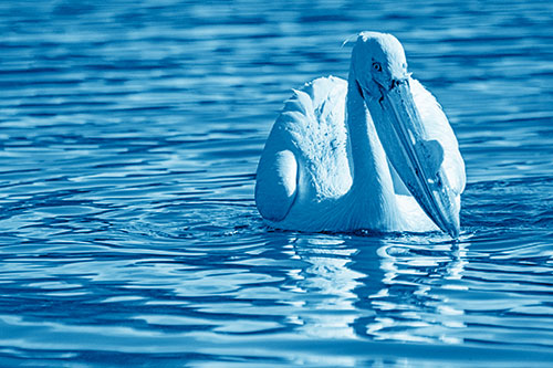 Water Floating Pelican Hunting For Food (Blue Shade)