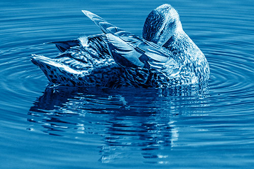 Water Rippling Mallard Duck Grooming Self (Blue Shade)