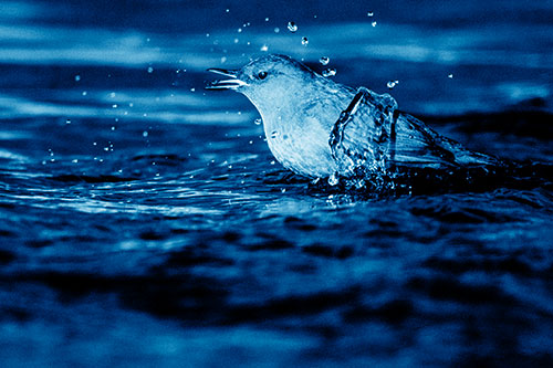 Water Splashing American Dipper Feasting On Larvae (Blue Shade)