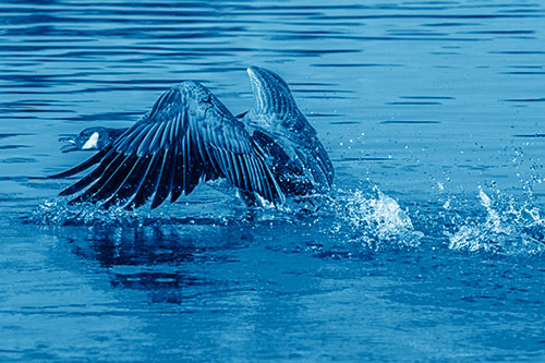 Water Splashing Canadian Goose Taking Flight Off Lake (Blue Shade)