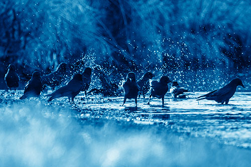 Water Splashing Crows Enjoy Bird Bath Along River Shore (Blue Shade Photo)