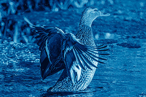 Water Splashing Mallard Duck Flapping Wings Among Pond (Blue Shade Photo)